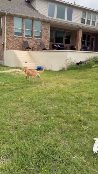 Enlarge Shakiro, an adopted mixed breed in Vernon, CT video 3/5