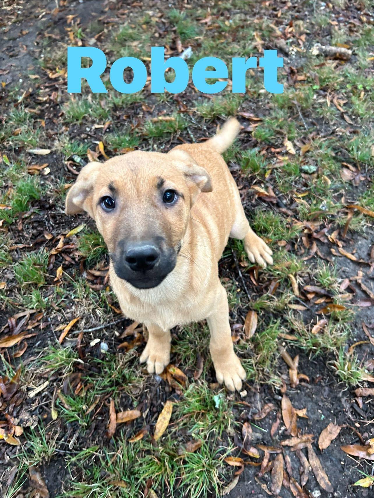 Enlarge Robert, an adopted Weimaraner in Pine Bluff, AR image 1/3