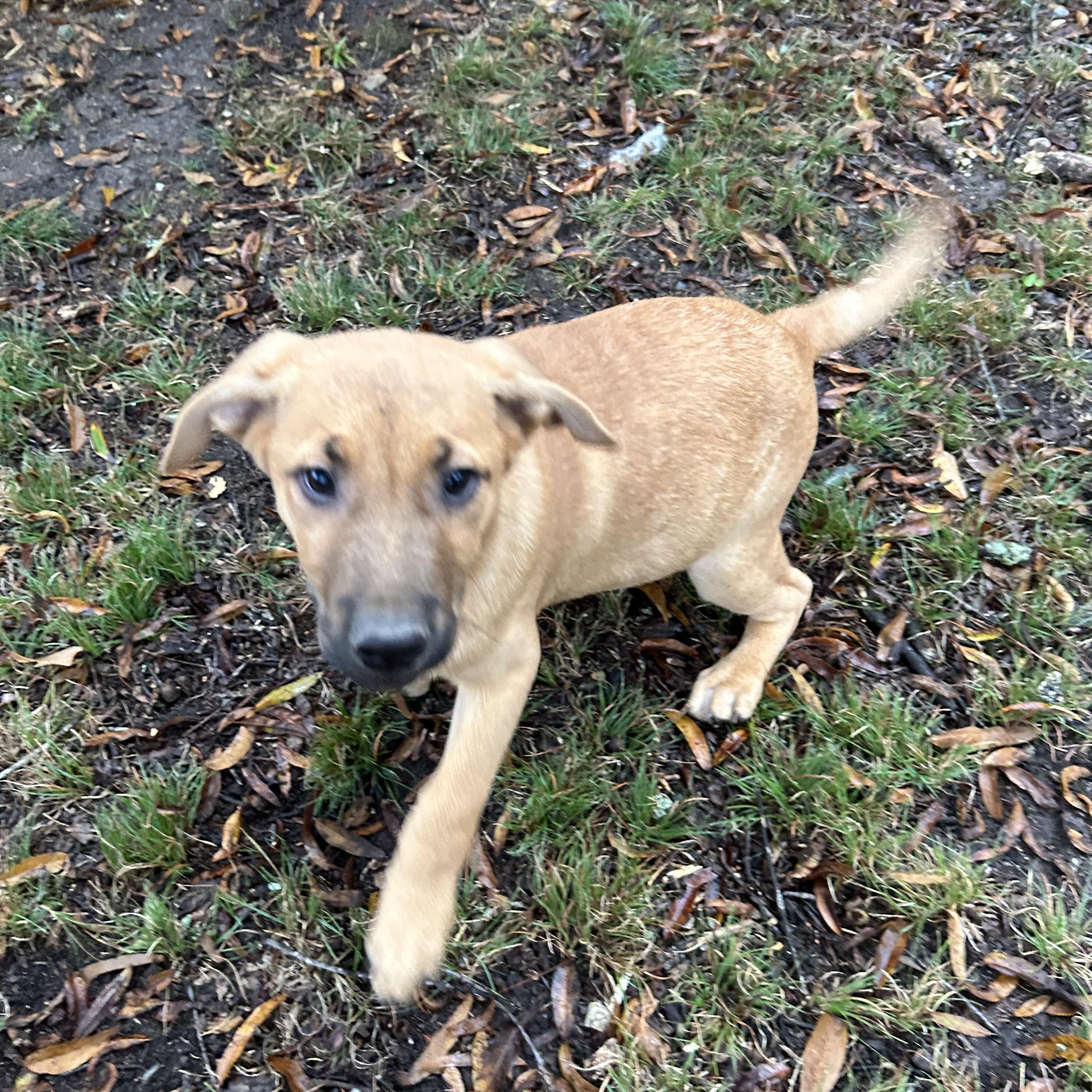 Enlarge Robert, an adopted Weimaraner in Pine Bluff, AR image 3/3