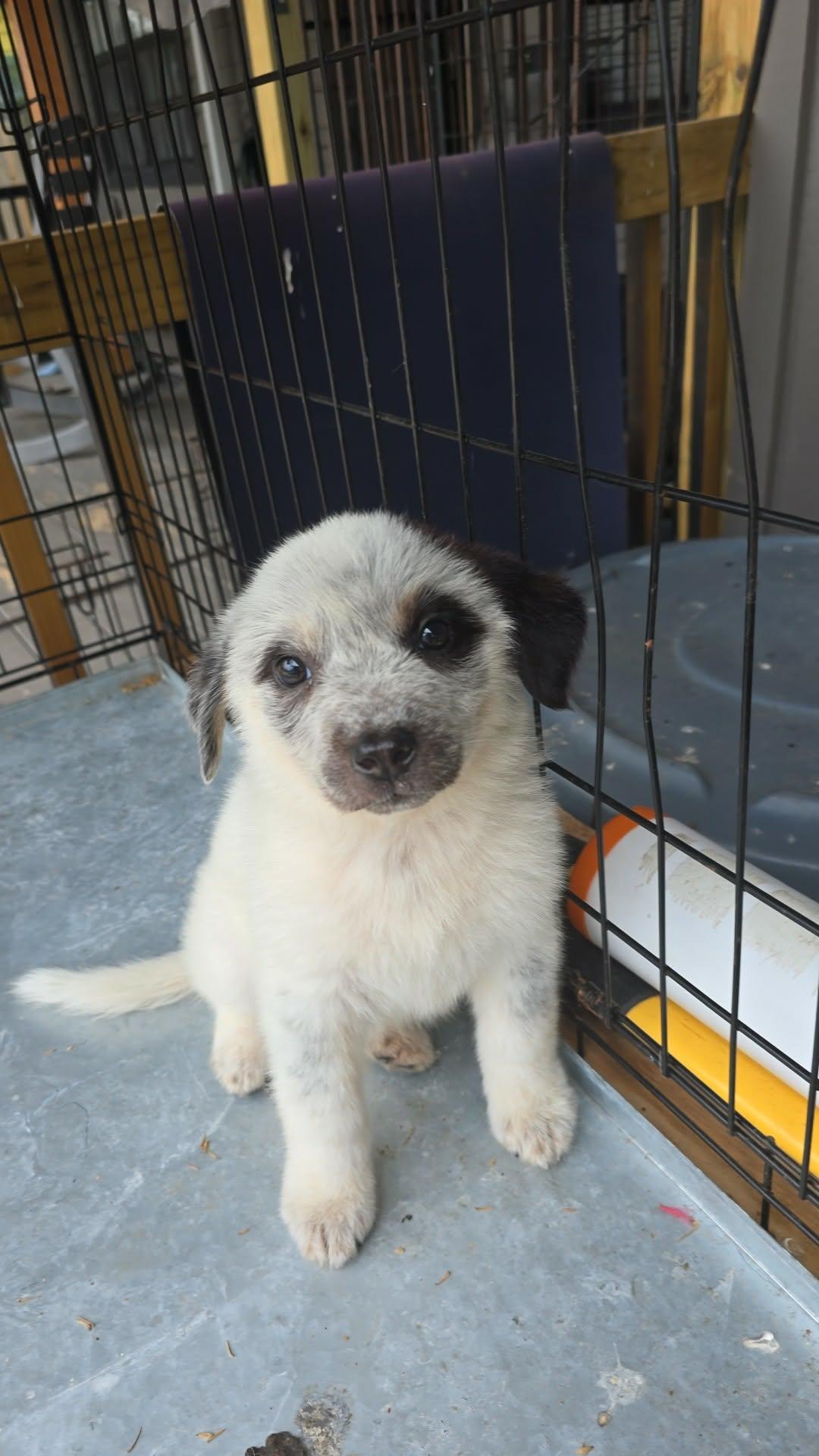 Enlarge Bella (Coming the 22nd), a ADOPTABLE mixed breed in Gainesville, VA image 1/3