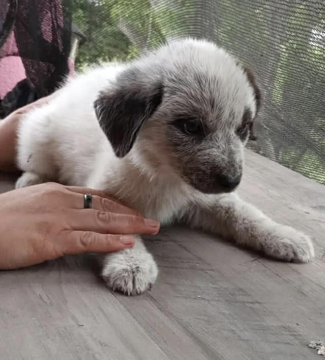 Enlarge Bella (Coming the 22nd), a ADOPTABLE mixed breed in Gainesville, VA image 3/3