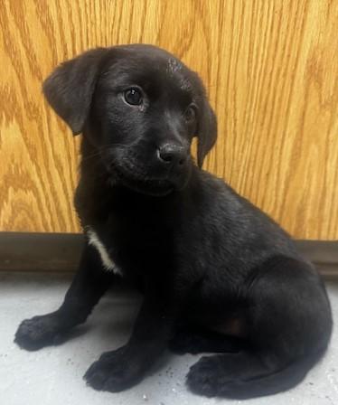 Enlarge 59951639, a ADOPTABLE mixed breed in Elko, NV image 1/1