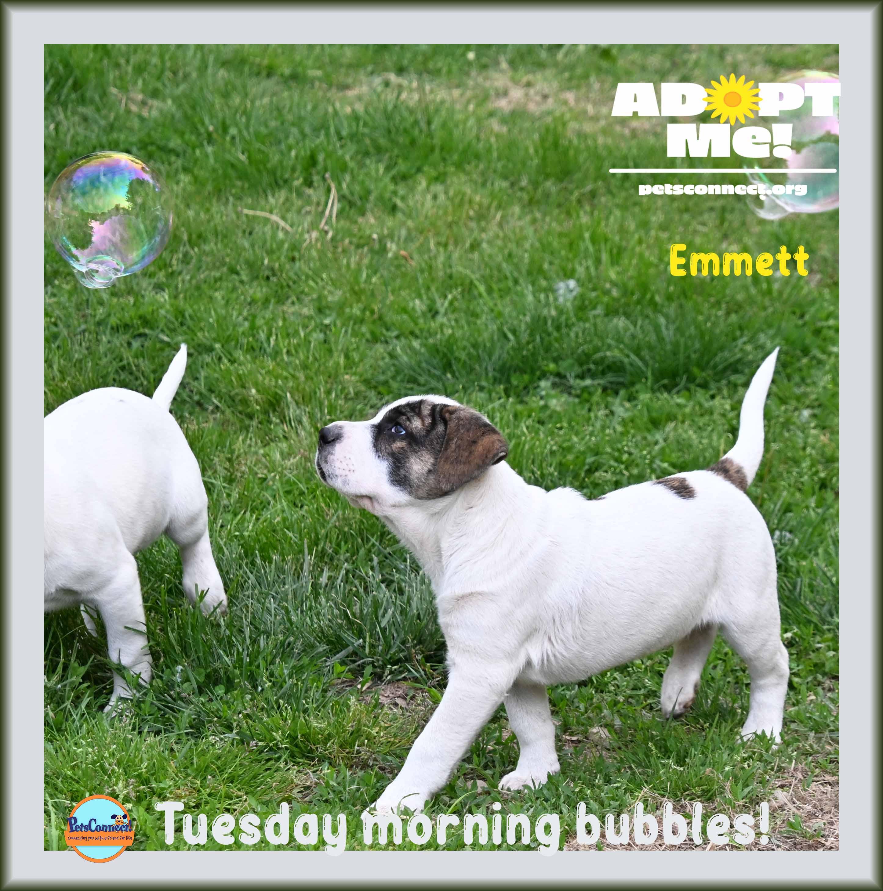 Enlarge Emmett, a Adoptable mixed breed in South Bend, IN image 1/6