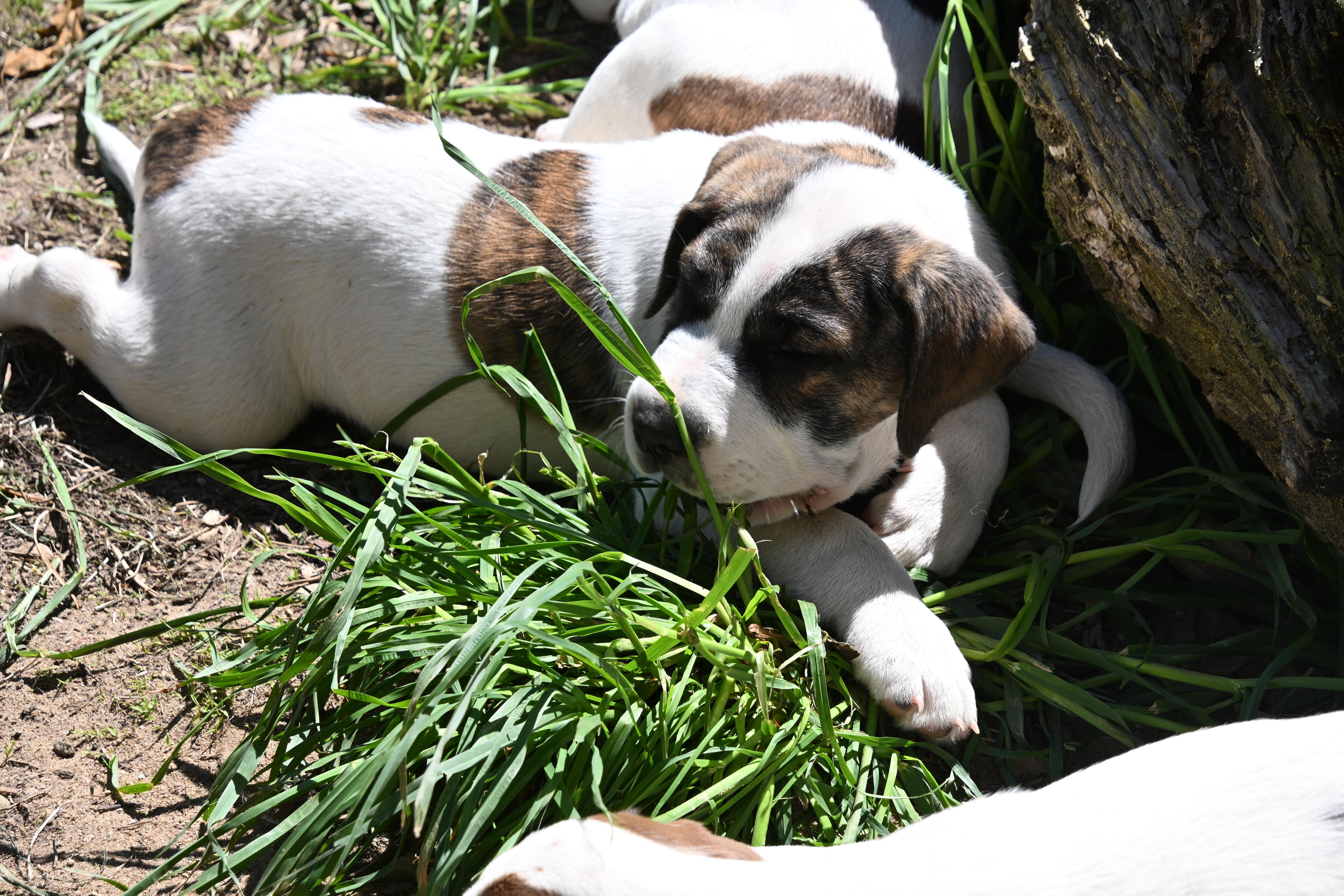 Enlarge Emmett, a Adoptable mixed breed in South Bend, IN image 2/6