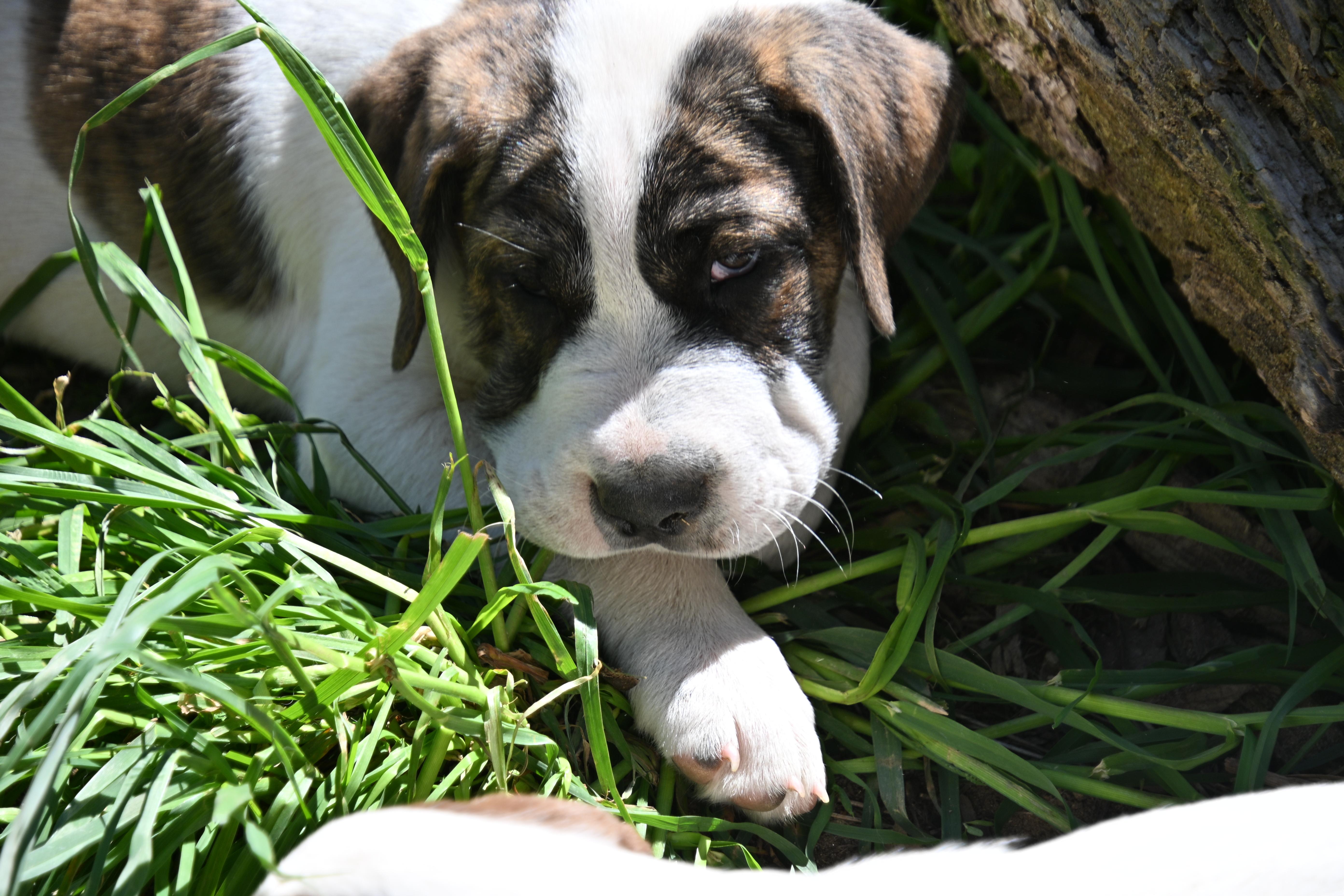 Enlarge Emmett, a Adoptable mixed breed in South Bend, IN image 3/6