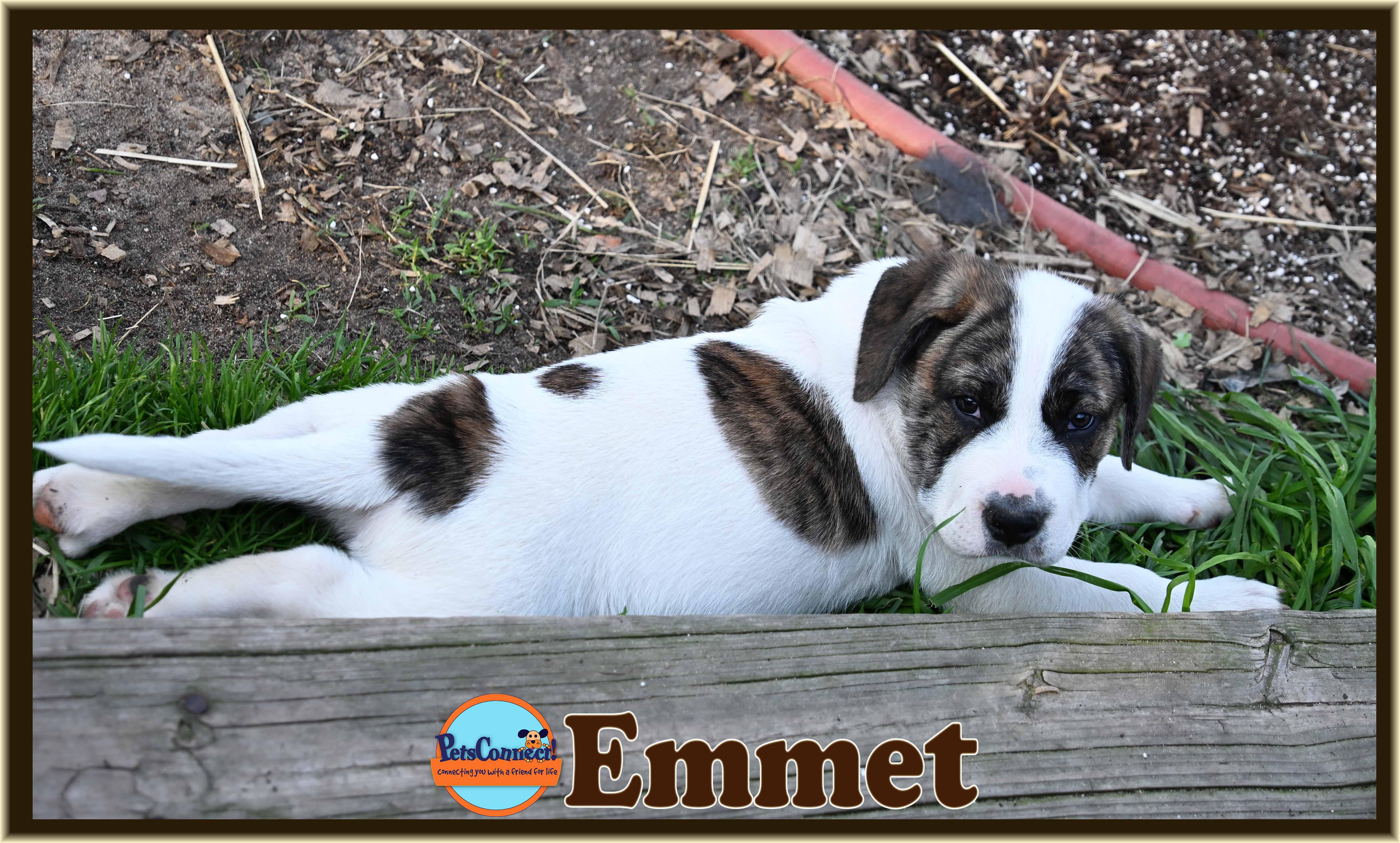 Enlarge Emmett, a Adoptable mixed breed in South Bend, IN image 5/6