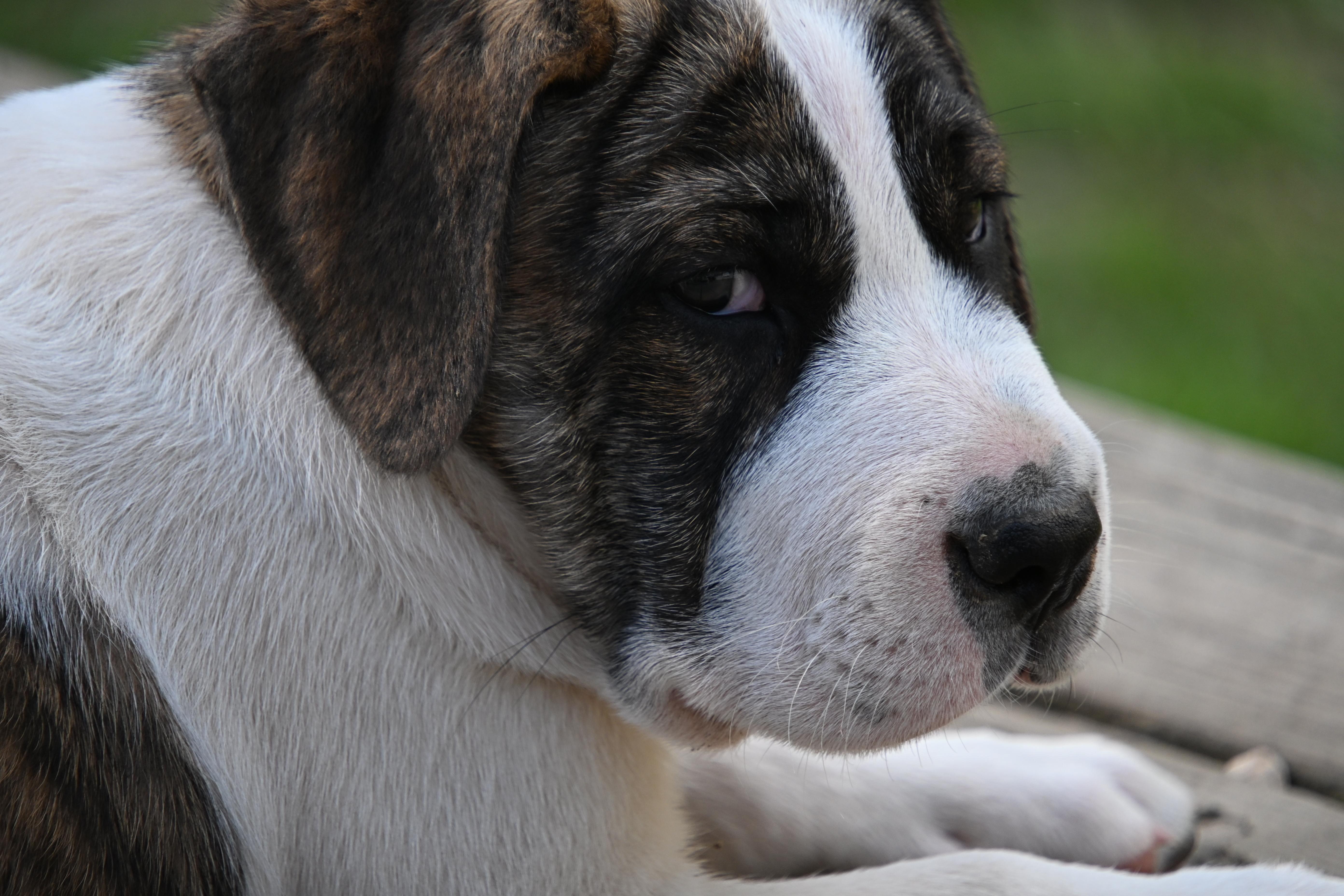 Enlarge Emmett, a Adoptable mixed breed in South Bend, IN image 4/6