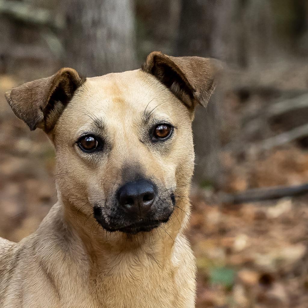 Enlarge Ladybird, a Adoptable mixed breed in Tyler, TX image 3/6