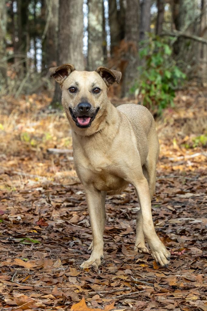 Enlarge Ladybird, a Adoptable mixed breed in Tyler, TX image 6/6