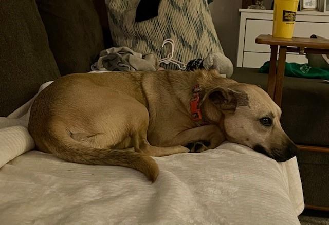 Enlarge Ladybird, a Adoptable mixed breed in Tyler, TX image 1/6