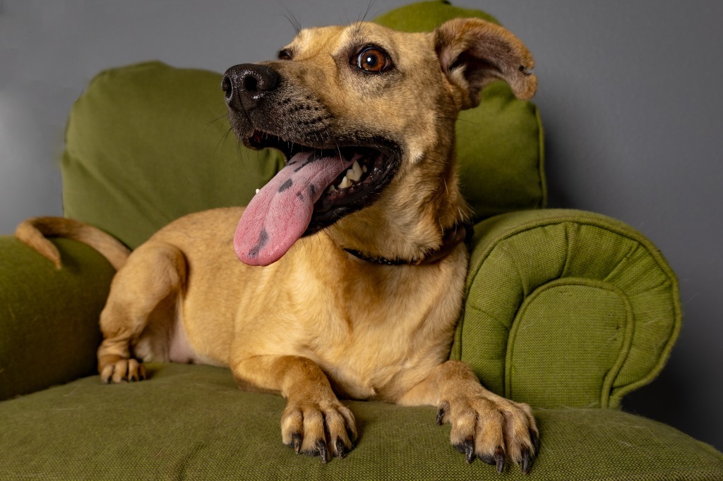 Enlarge Ladybird, a Adoptable mixed breed in Tyler, TX image 4/6