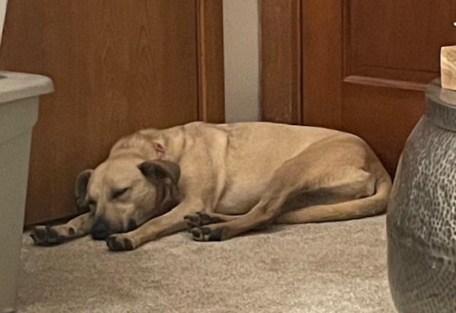 Enlarge Ladybird, a Adoptable mixed breed in Tyler, TX image 2/6