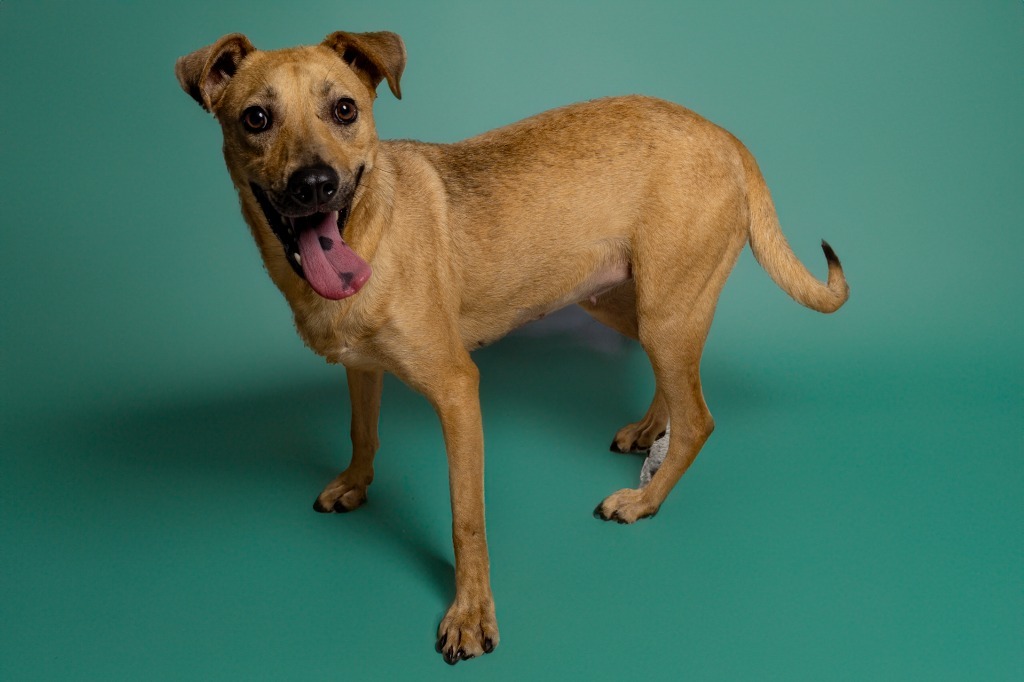 Enlarge Ladybird, a Adoptable mixed breed in Tyler, TX image 5/6