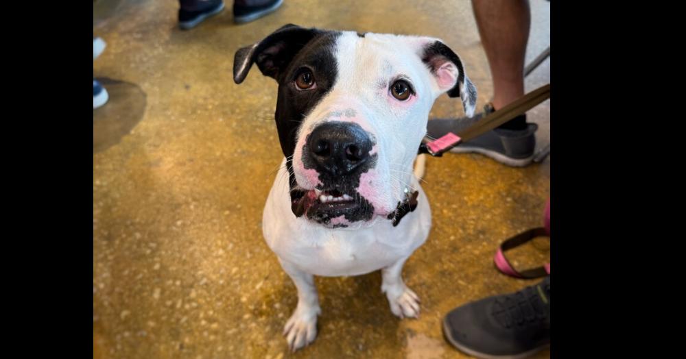 Enlarge Pretzel, a Adoptable mixed breed in Naperville, IL image 3/6