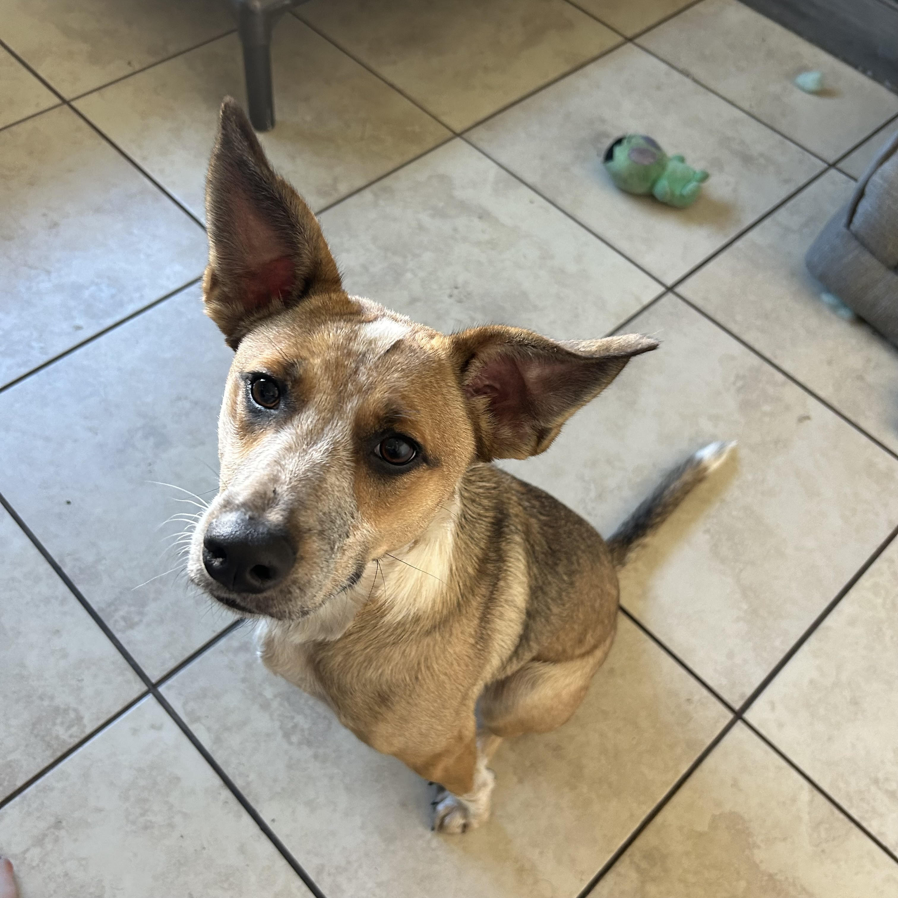 Dog for adoption Colton, an Australian Cattle Dog / Blue Heeler Mix