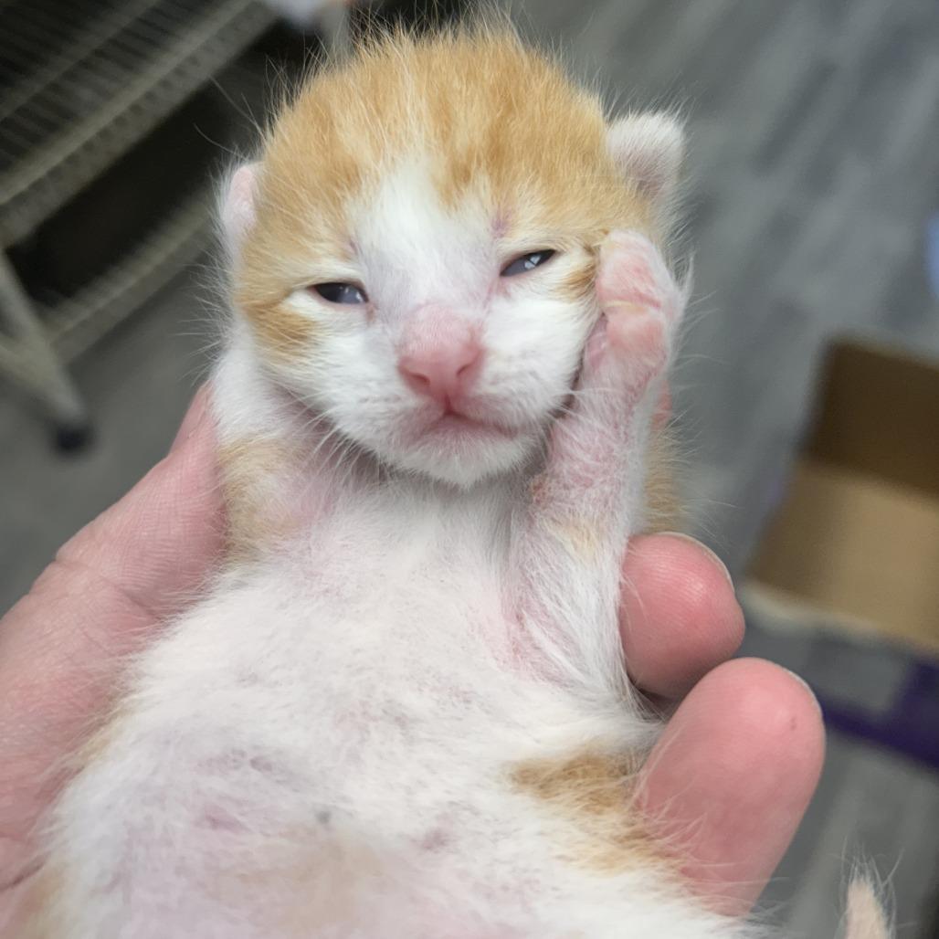Enlarge Shaggy, a Adoptable American Shorthair in Bendena, KS image 2/4