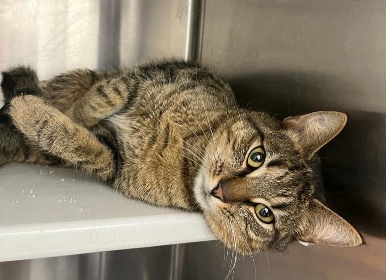 Tater Tot, Adopted, Young Male Tabby & Domestic Short Hair.