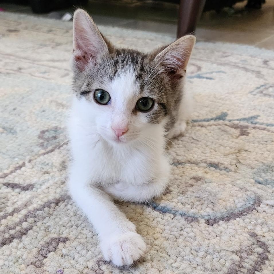 John Denver, Adoptable, Kitten Male Domestic Short Hair.