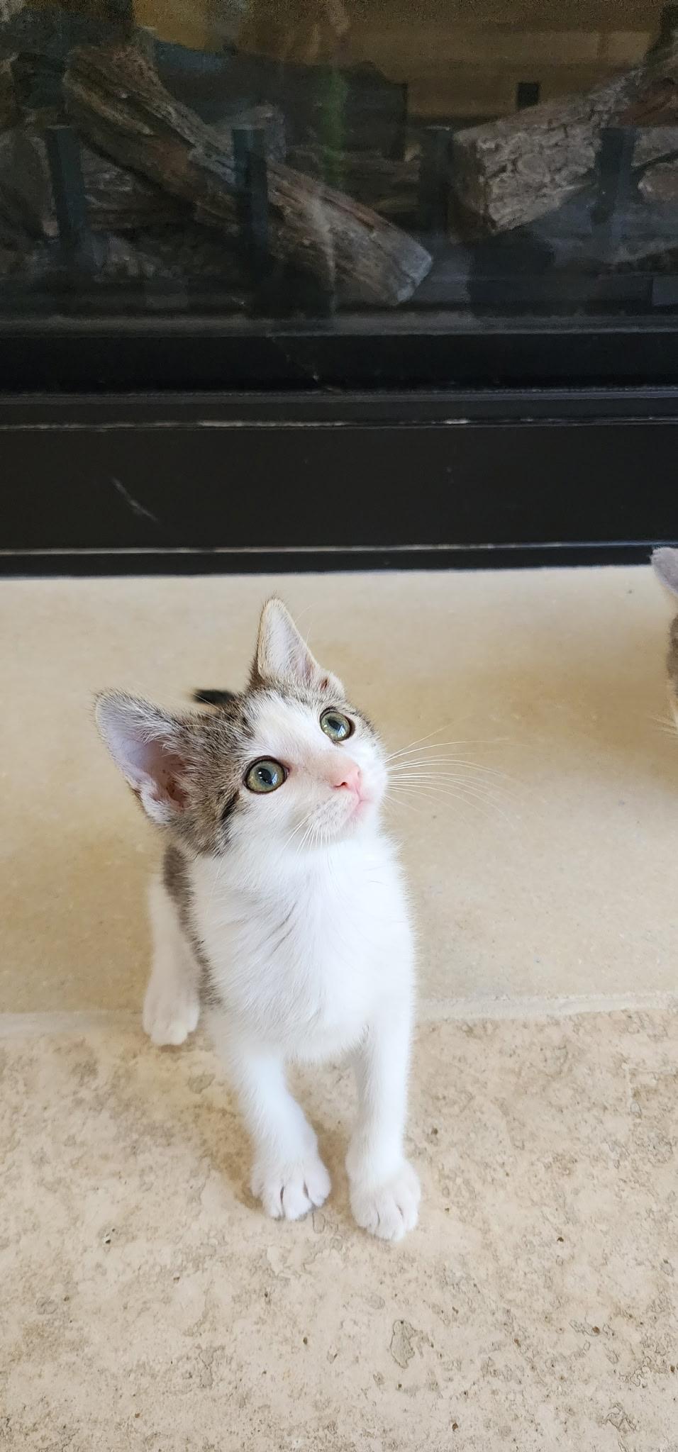 Enlarge John Denver, a Adoptable mixed breed in Kenosha , WI image 2/2