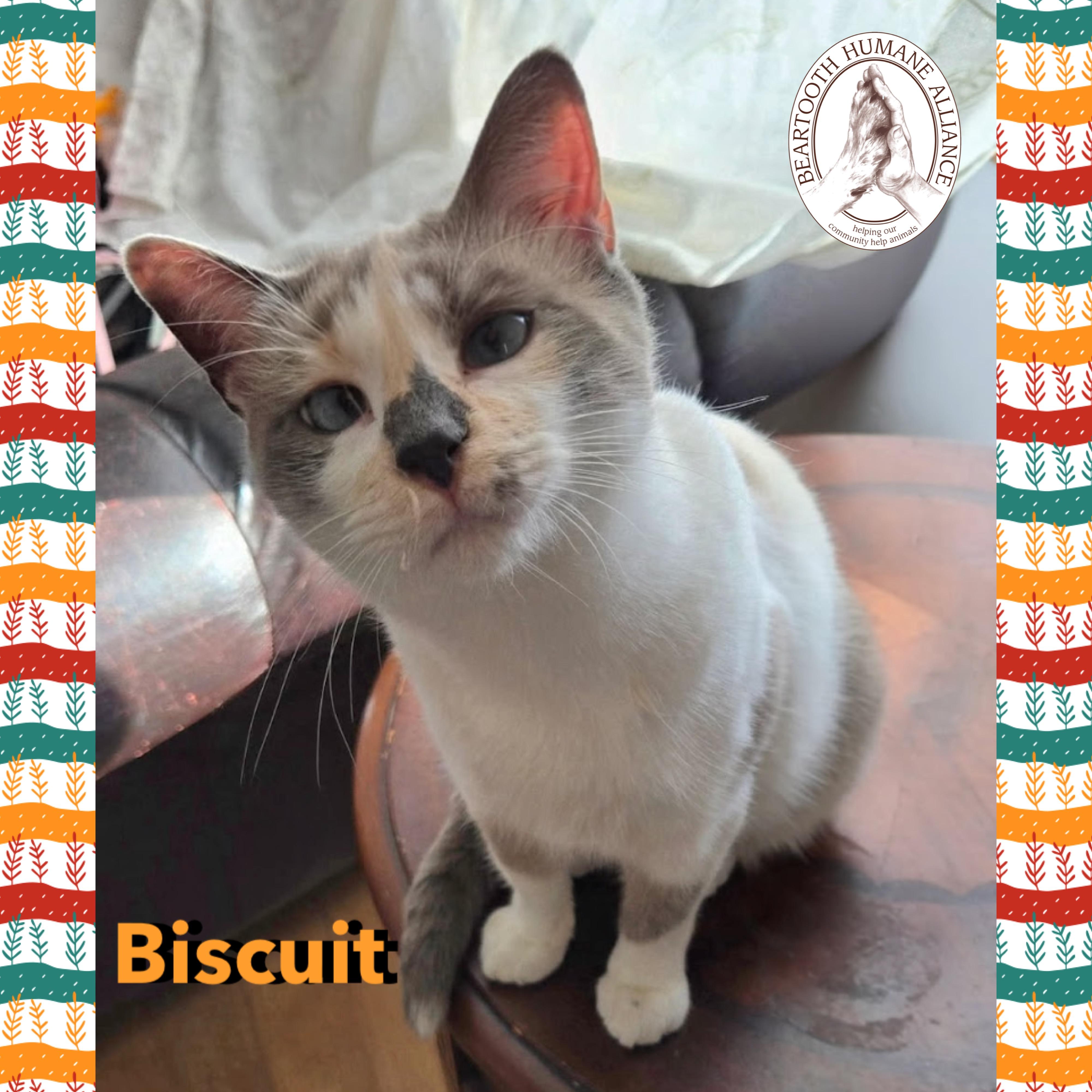 Biscuit