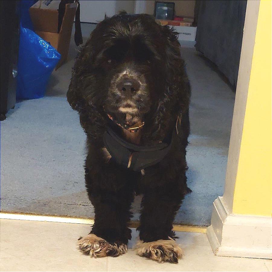 Shayla, Adoptable, Adult Female Cocker Spaniel.