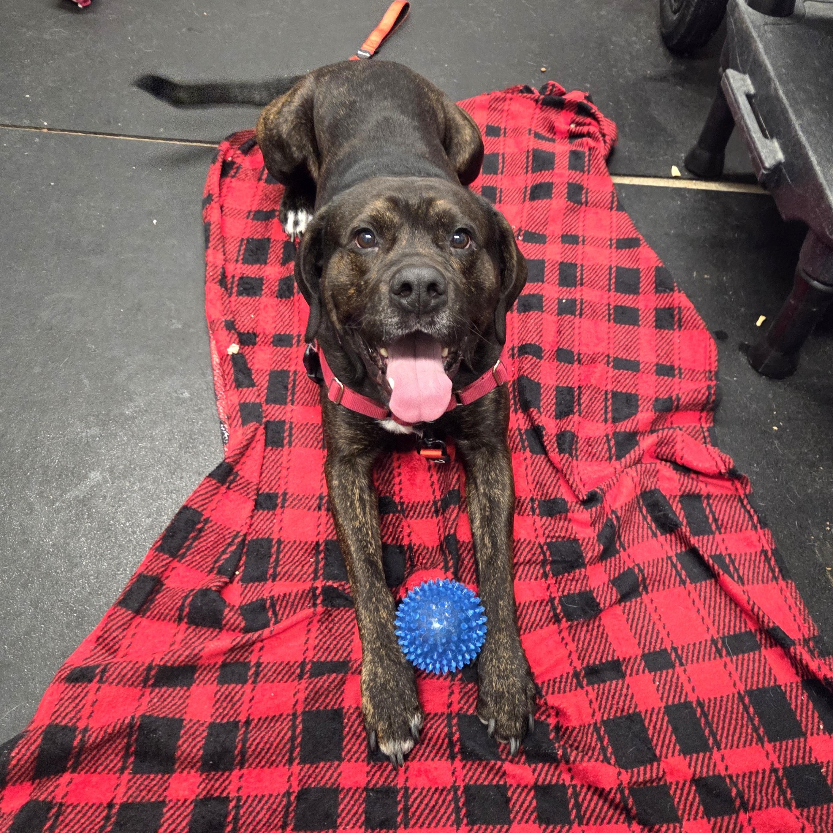 Enlarge Porky-So friendly! , a ADOPTABLE mixed breed in Oshkosh, WI image 3/6