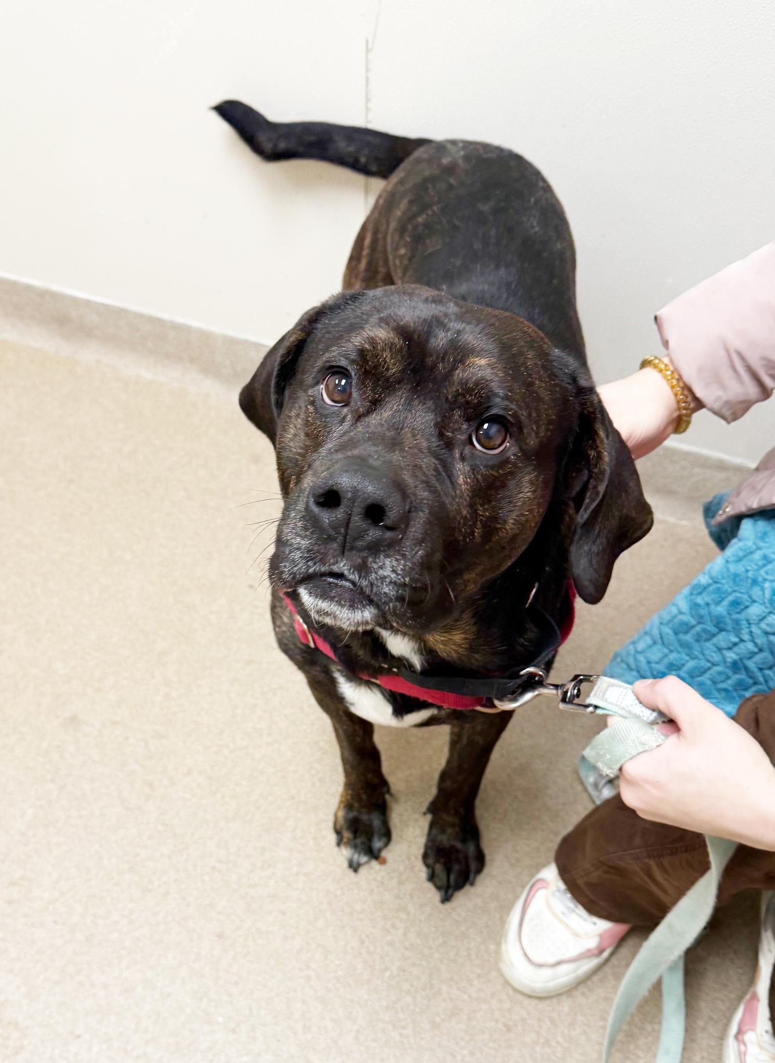 Enlarge Porky-So friendly! , a ADOPTABLE mixed breed in Oshkosh, WI image 2/6