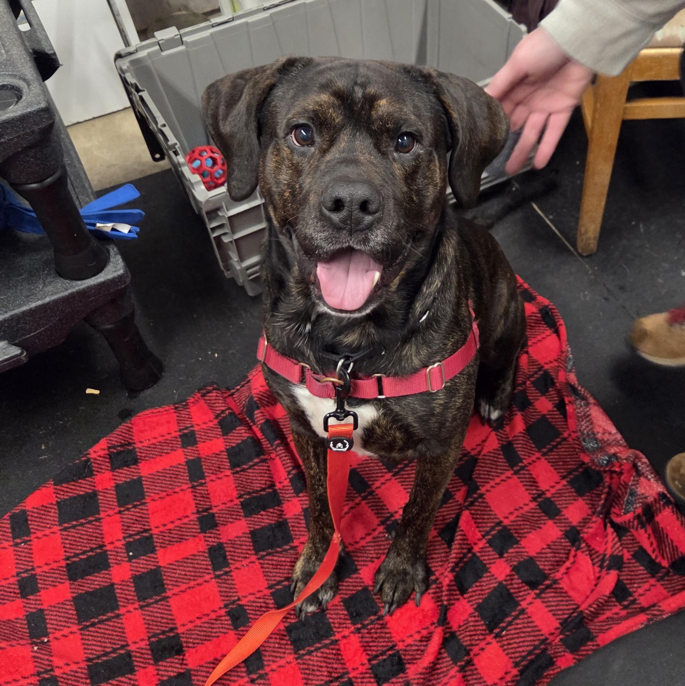 Enlarge Porky-So friendly! , a ADOPTABLE mixed breed in Oshkosh, WI image 5/6