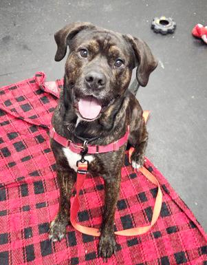 Enlarge Porky-So friendly! , a ADOPTABLE mixed breed in Oshkosh, WI image 1/6