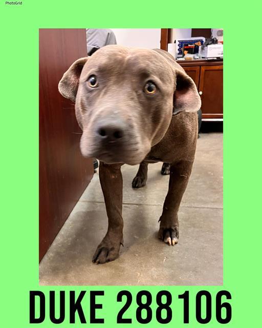DUKE, Adoptable, Adult Male Mixed Breed.