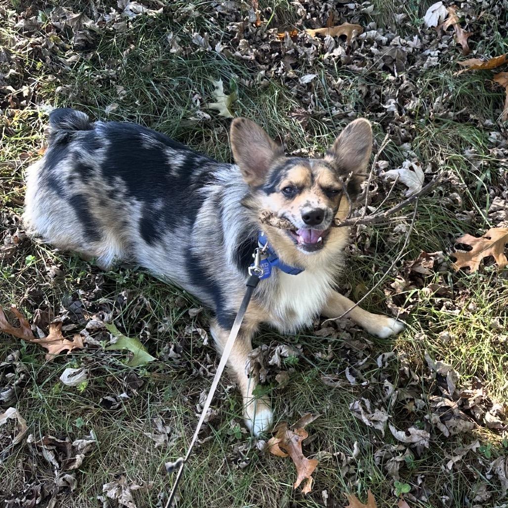 Enlarge Duke, a Adoptable mixed breed in Festus, MO image 1/4
