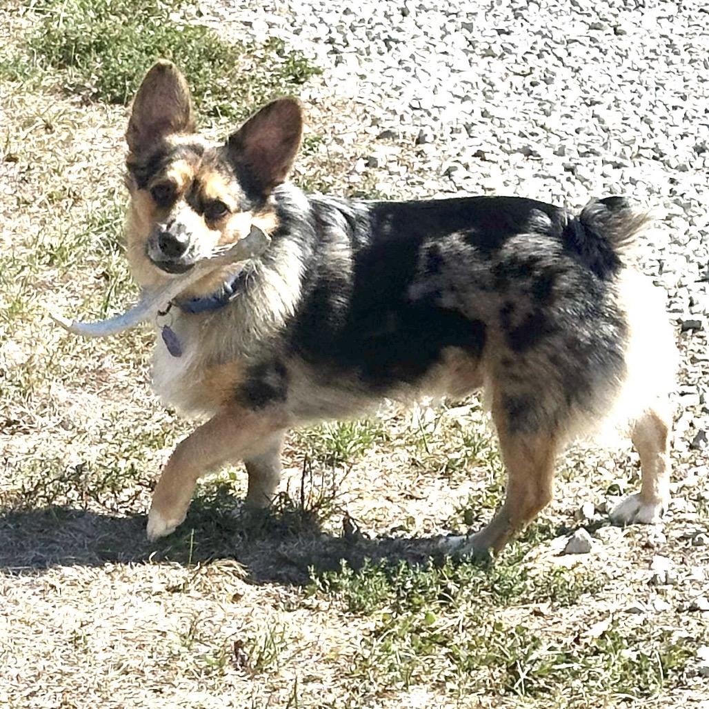 Enlarge Duke, a Adoptable mixed breed in Festus, MO image 2/4
