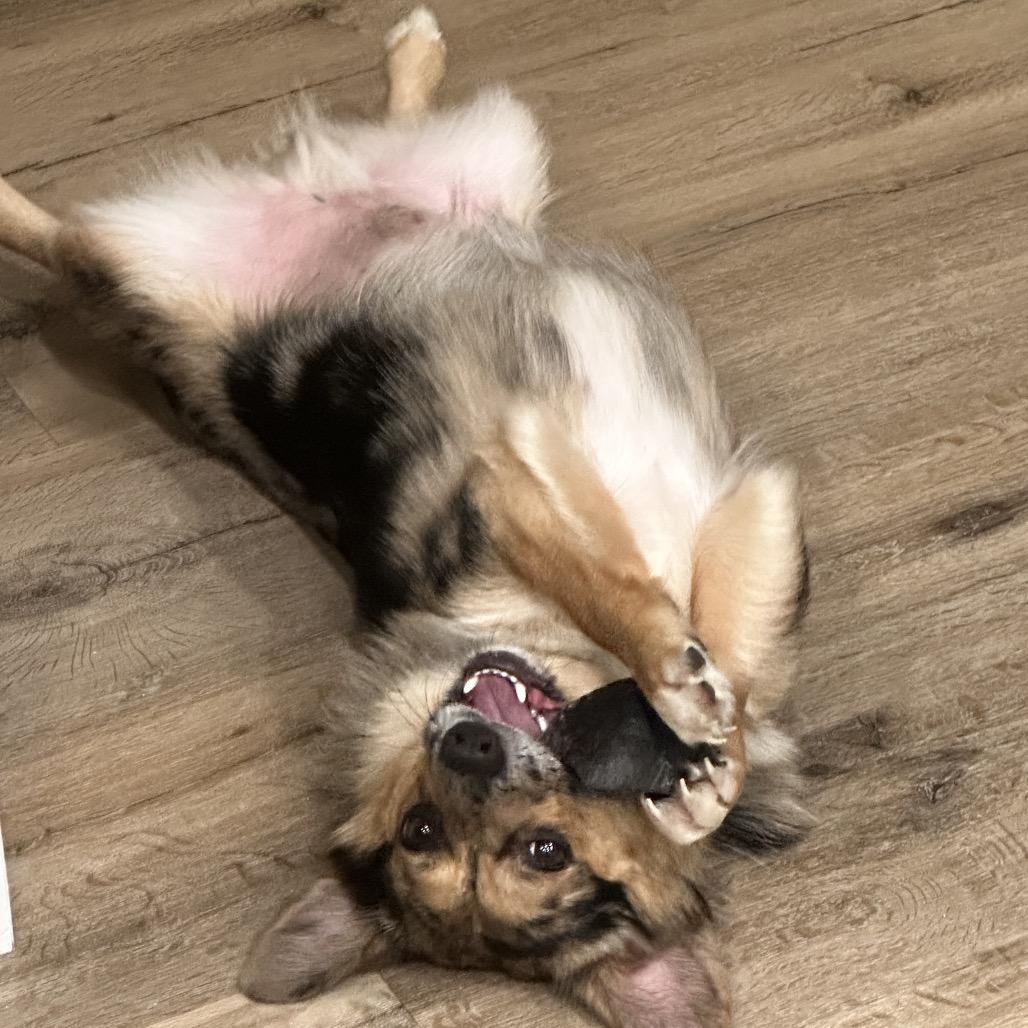 Enlarge Duke, a Adoptable mixed breed in Festus, MO image 3/4