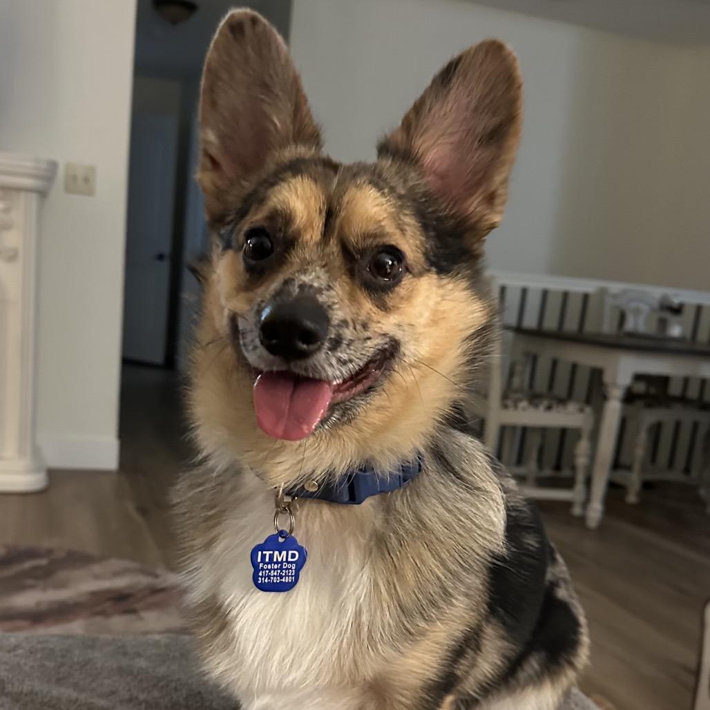 Enlarge Duke, a Adoptable mixed breed in Festus, MO image 4/4
