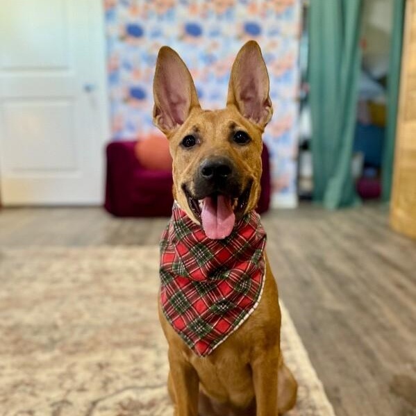 Feah Playful Little Working