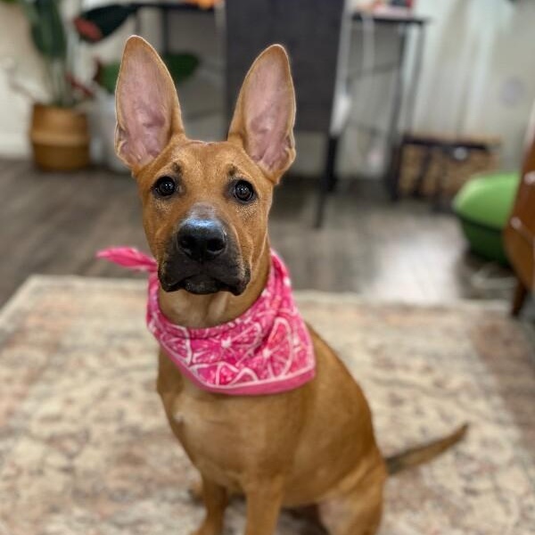 Feah Playful Little Working thumbnail 3