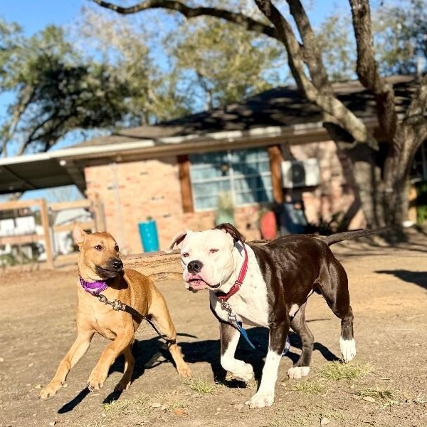 Feah Playful Little Working thumbnail 4