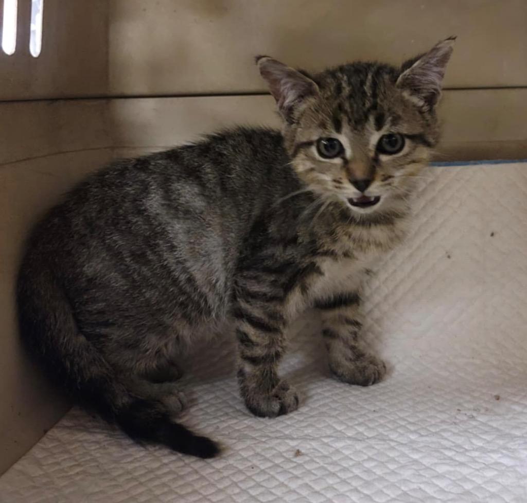 Milo, Adoptable, Kitten Male Tabby.