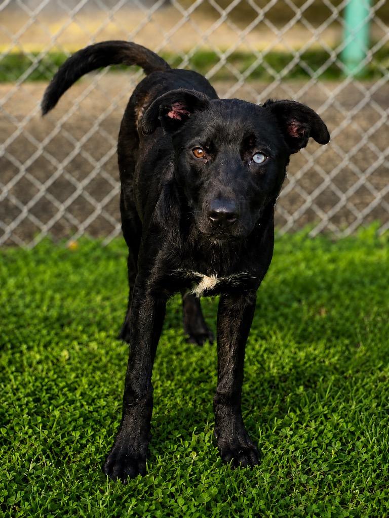 Possum, Adoptable, Puppy Male Labrador Retriever & Shepherd.