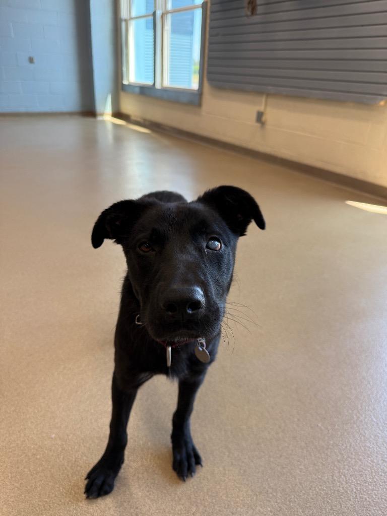 Possum, a Adoptable mixed breed in North Syracuse, NY image 2/4