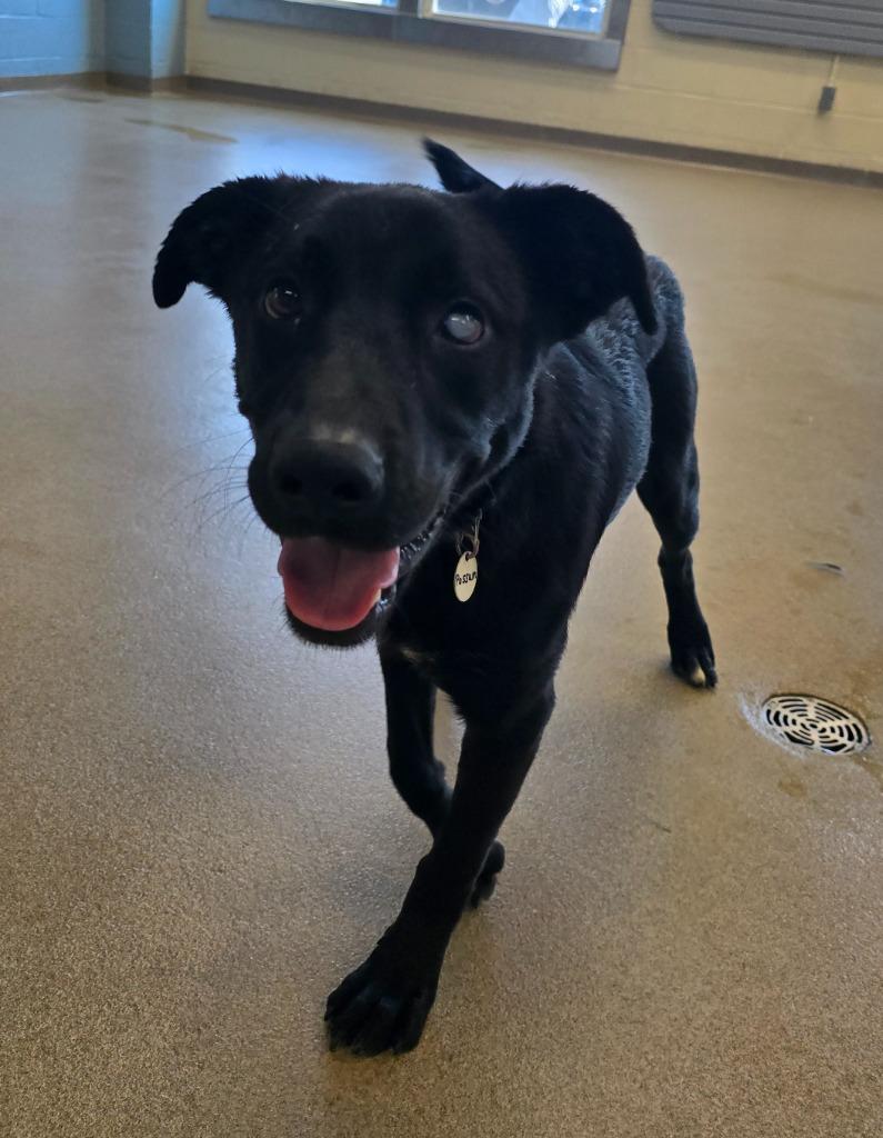 Possum, a Adoptable mixed breed in North Syracuse, NY image 3/4