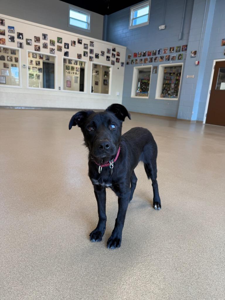 Possum, a Adoptable mixed breed in North Syracuse, NY image 4/4