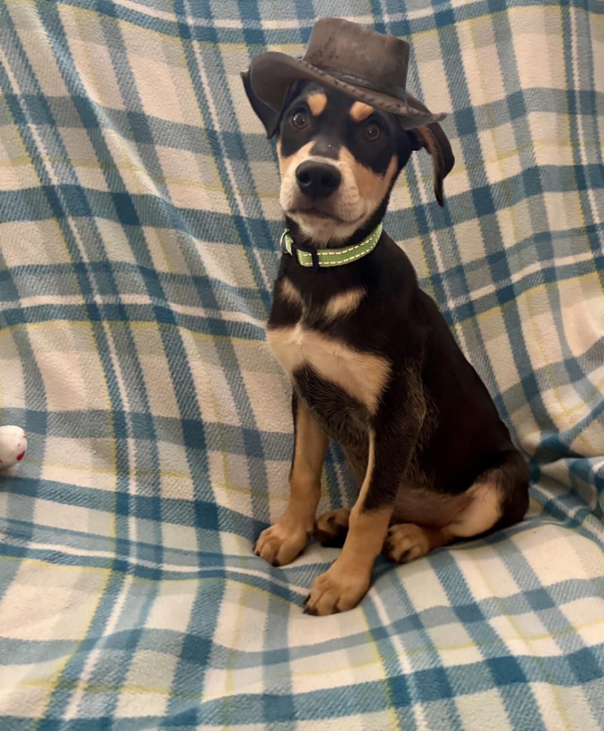 Lenny, ADOPTABLE, Puppy Male Shepherd & Labrador Retriever.