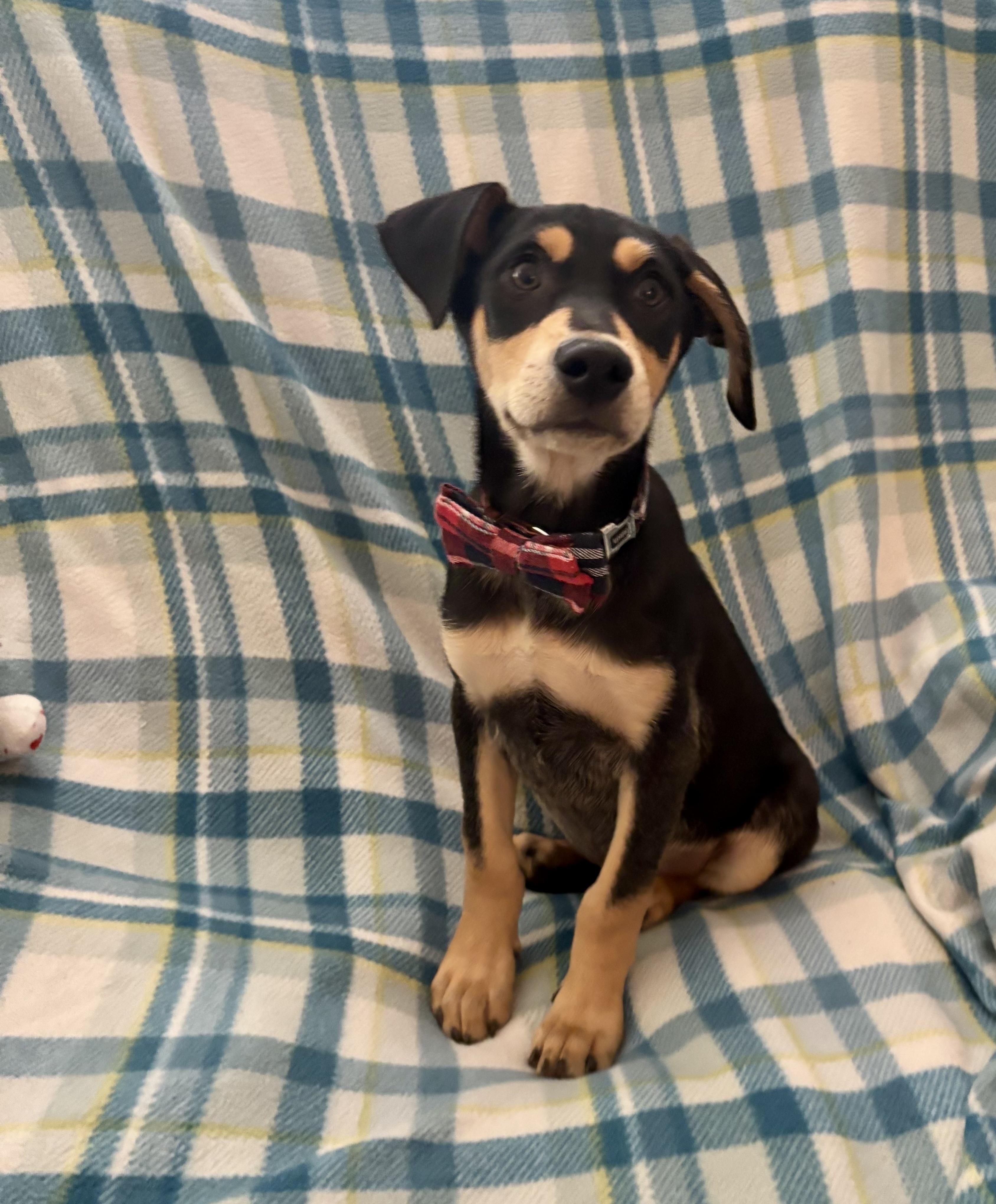 Enlarge Lenny, a ADOPTABLE mixed breed in Foster, OR image 2/6