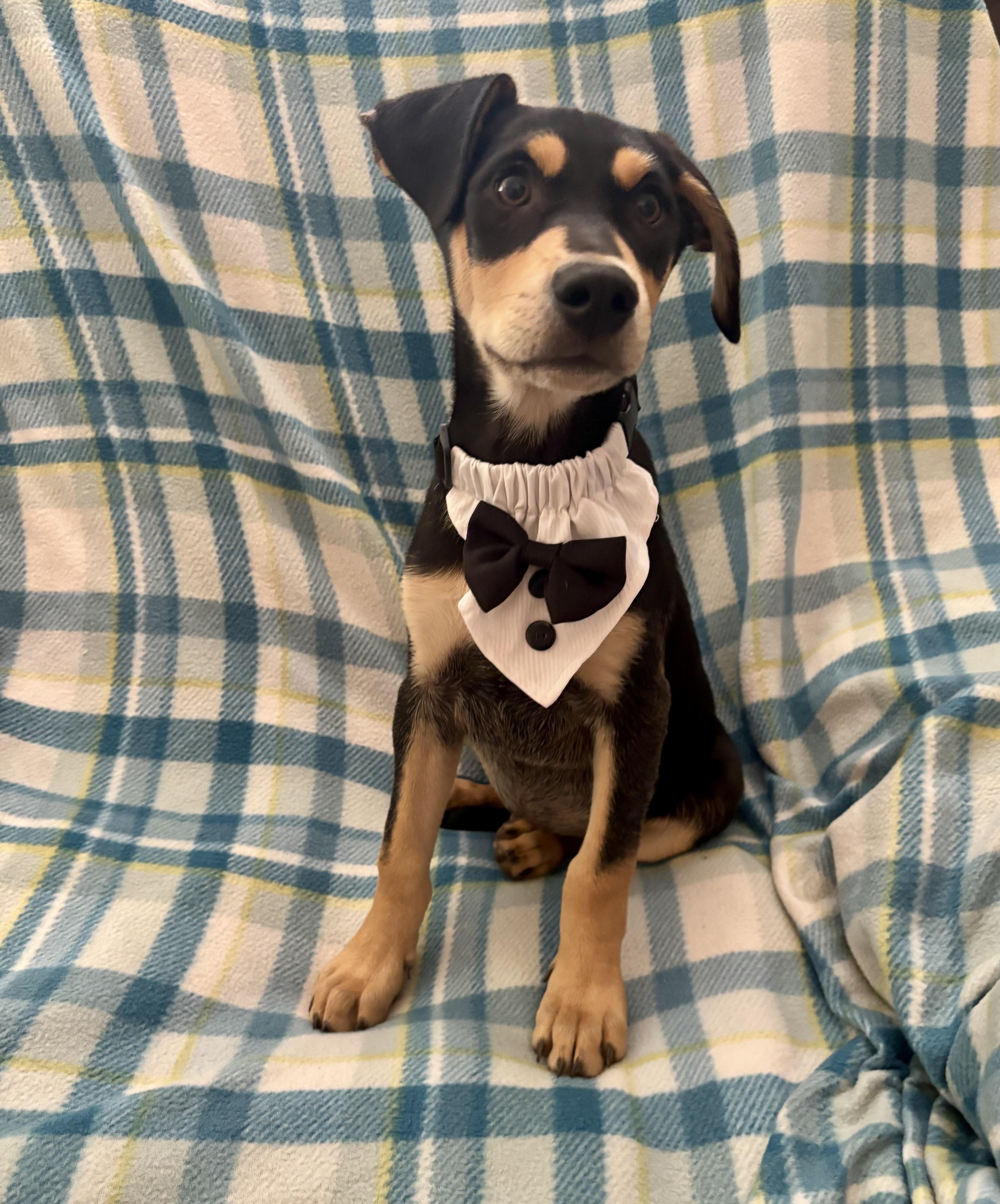 Enlarge Lenny, a ADOPTABLE mixed breed in Foster, OR image 3/6