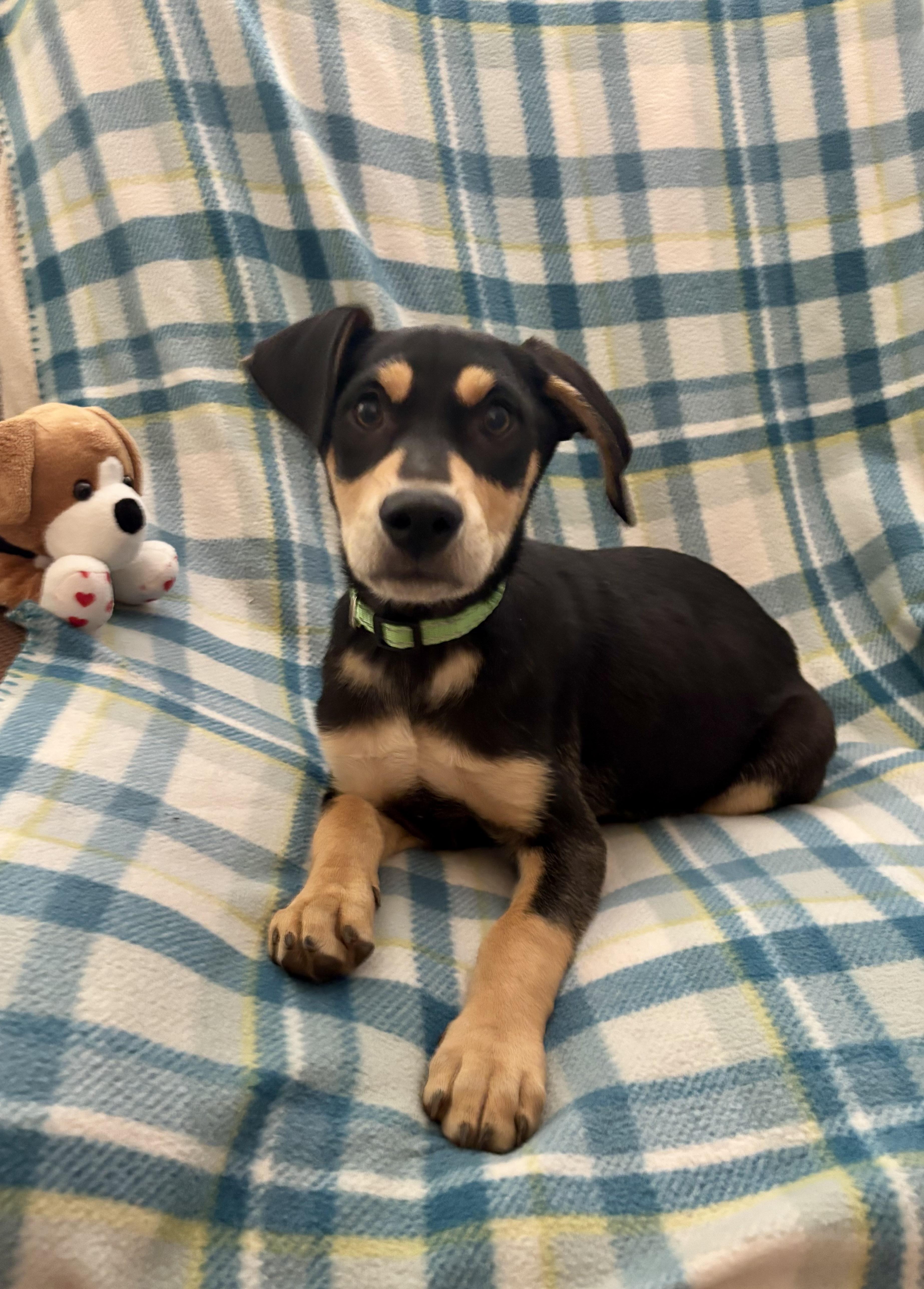 Enlarge Lenny, a ADOPTABLE mixed breed in Foster, OR image 5/6