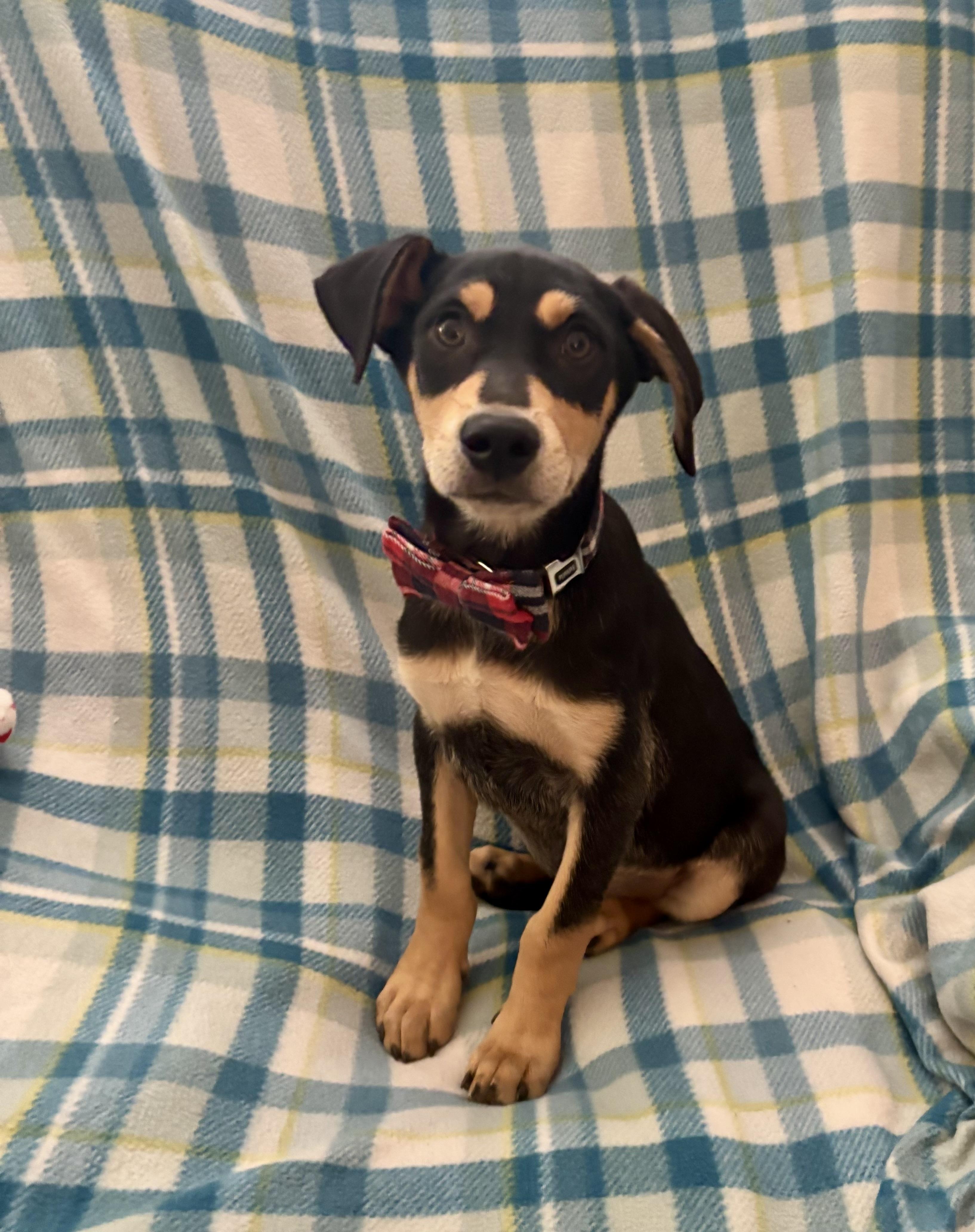 Enlarge Lenny, a ADOPTABLE mixed breed in Foster, OR image 6/6