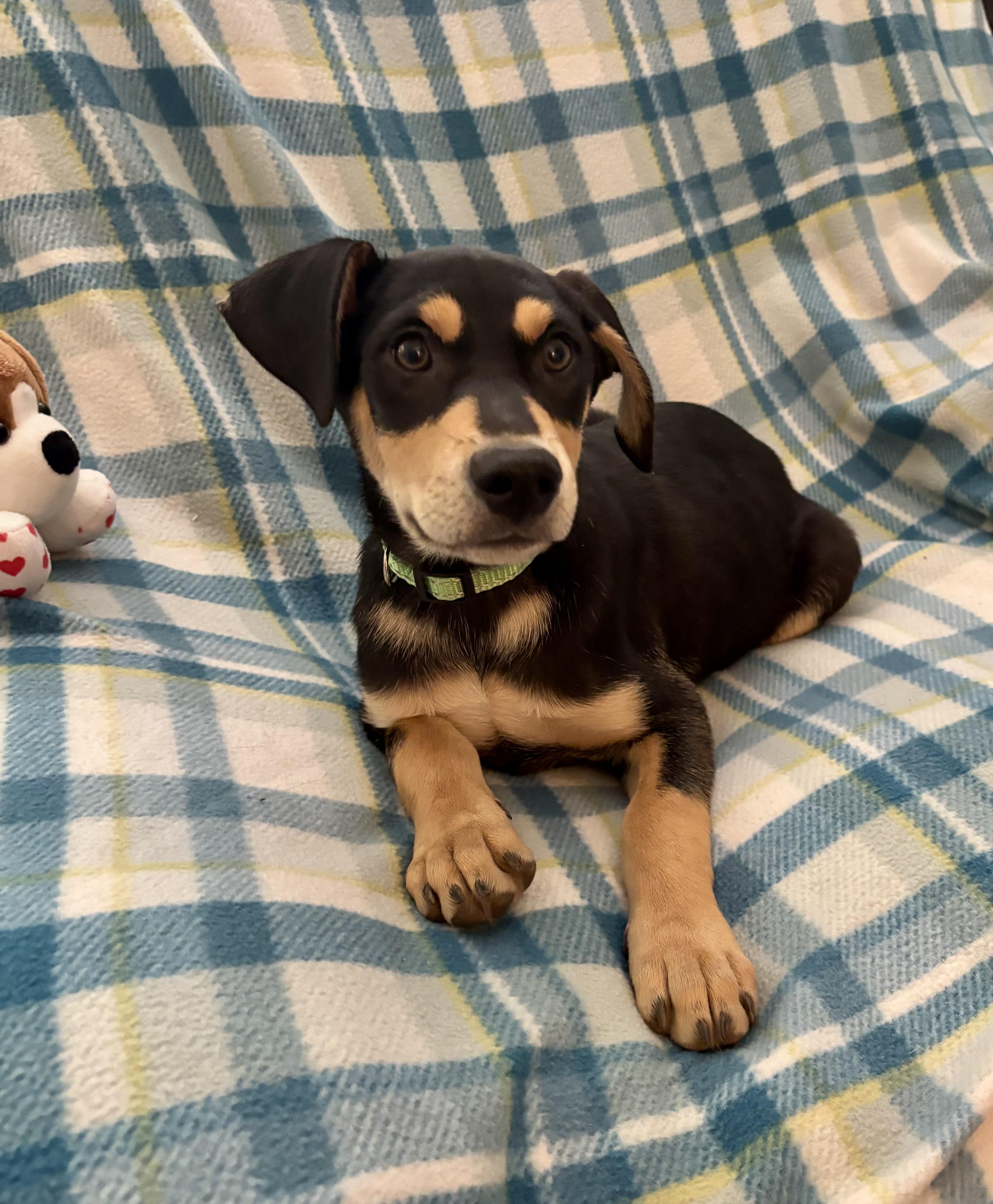 Enlarge Lenny, a ADOPTABLE mixed breed in Foster, OR image 4/6
