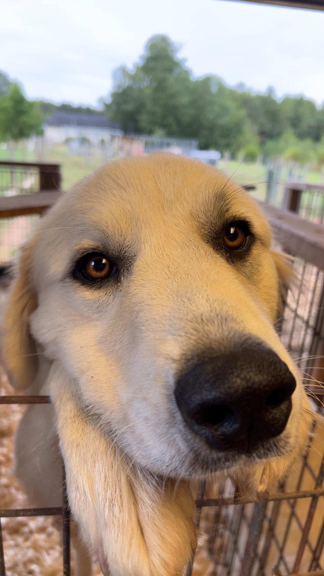 Haven Meadow, a ADOPTABLE Great Pyrenees in Providence Forge, VA image 4/5