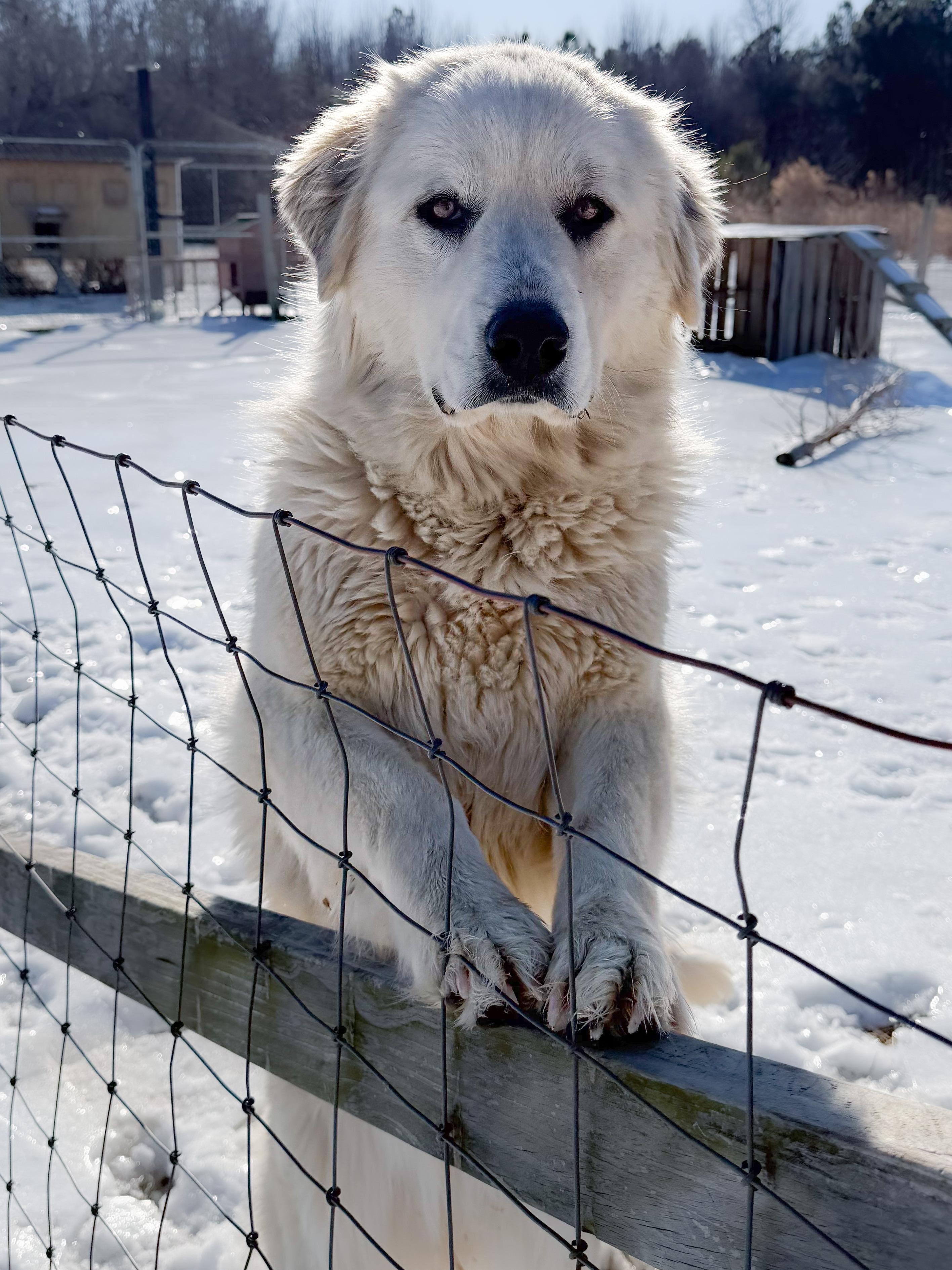 Haven Meadow, a ADOPTABLE Great Pyrenees in Providence Forge, VA image 5/5